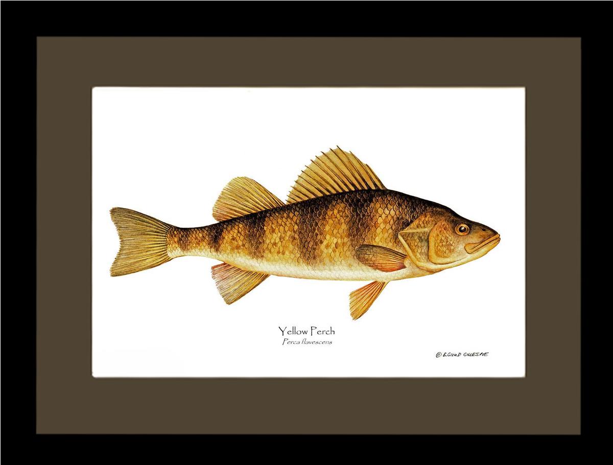 Yellow Perch Perca flavescens | Wall Art Fish Print