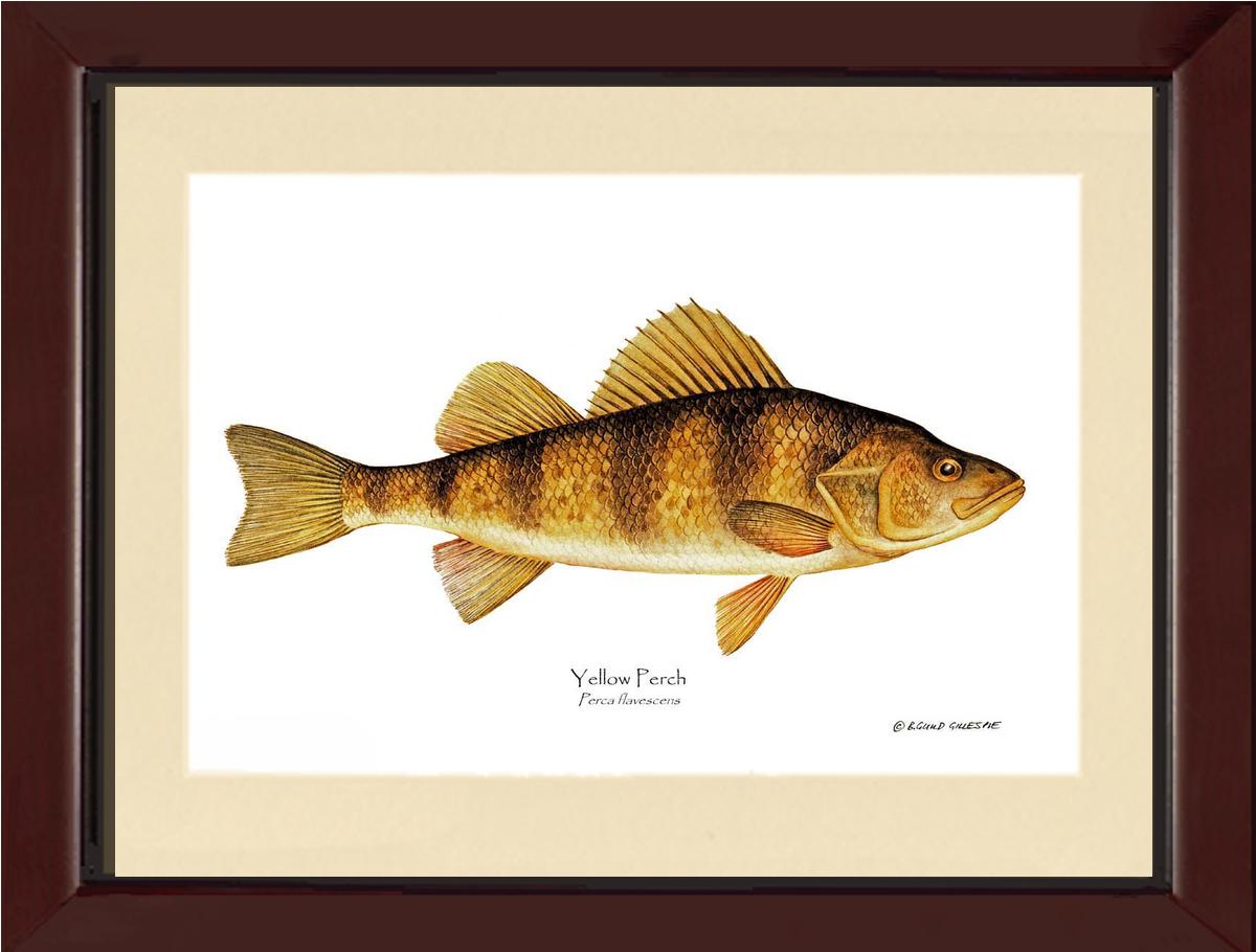 Yellow Perch Perca flavescens | Wall Art Fish Print