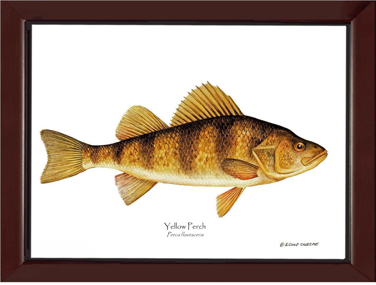 Yellow Perch Perca flavescens | Wall Art Fish Print