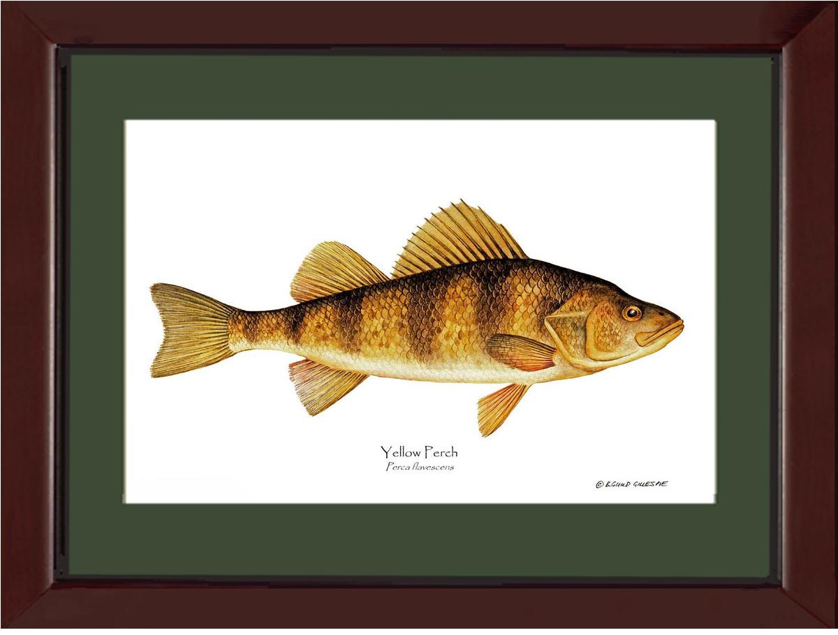 Yellow Perch Perca flavescens | Wall Art Fish Print