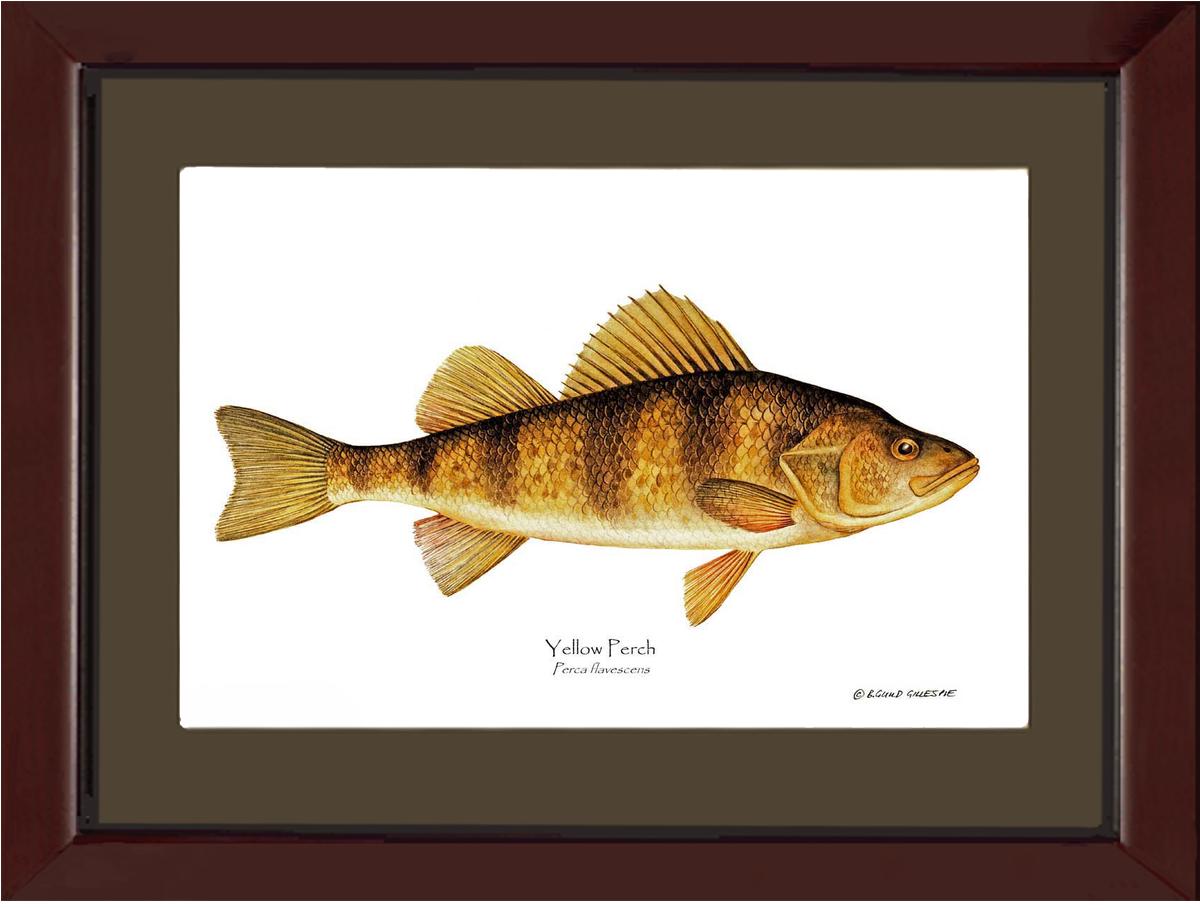 Yellow Perch Perca flavescens | Wall Art Fish Print