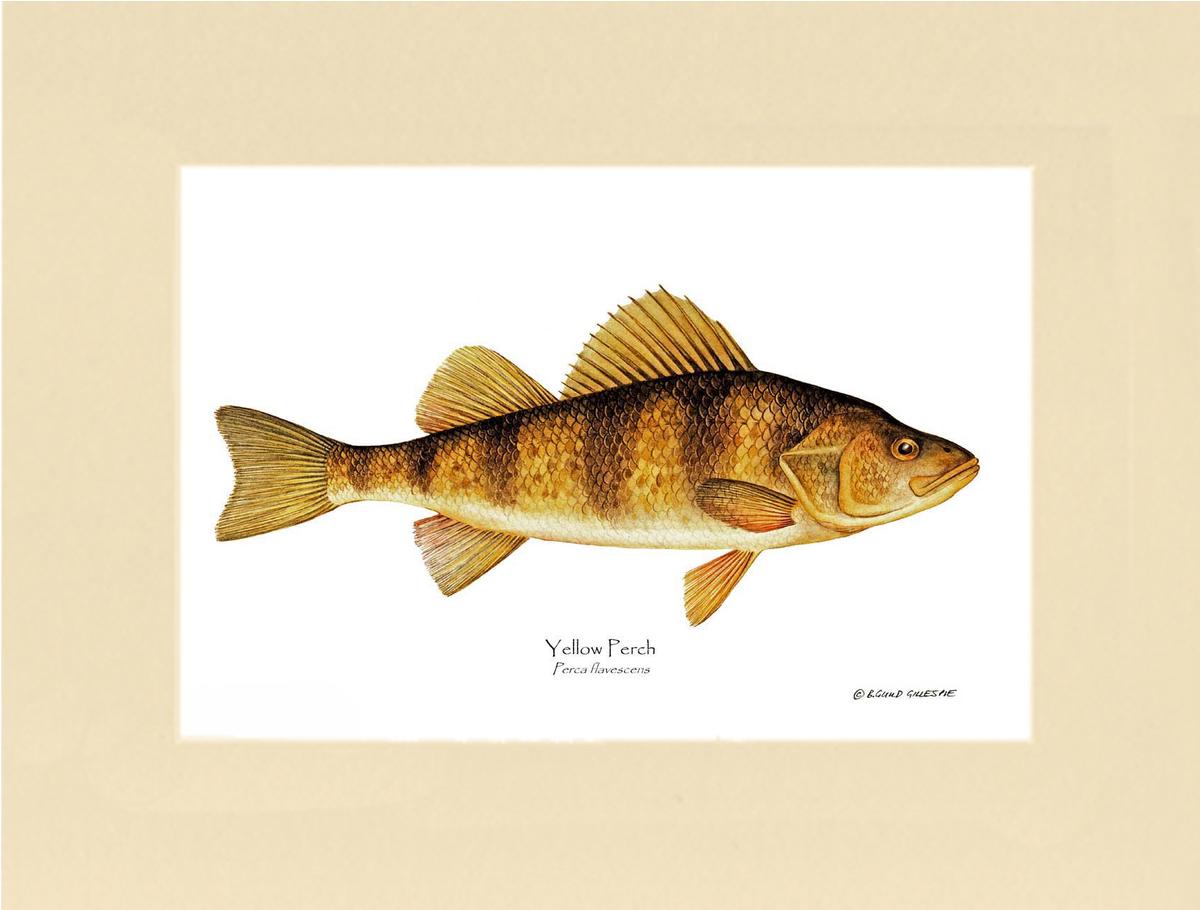 Yellow Perch Perca flavescens | Wall Art Fish Print
