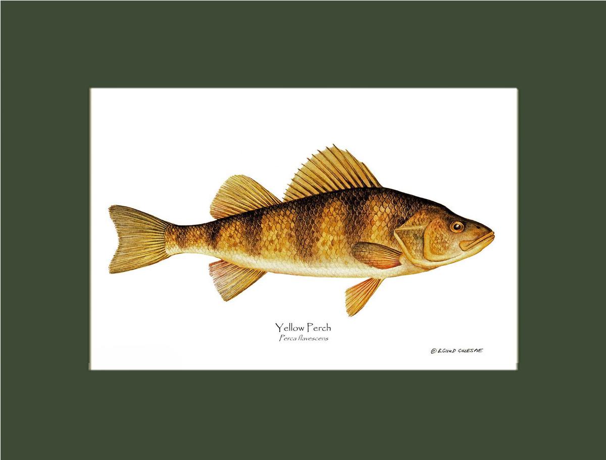Yellow Perch Perca flavescens | Wall Art Fish Print