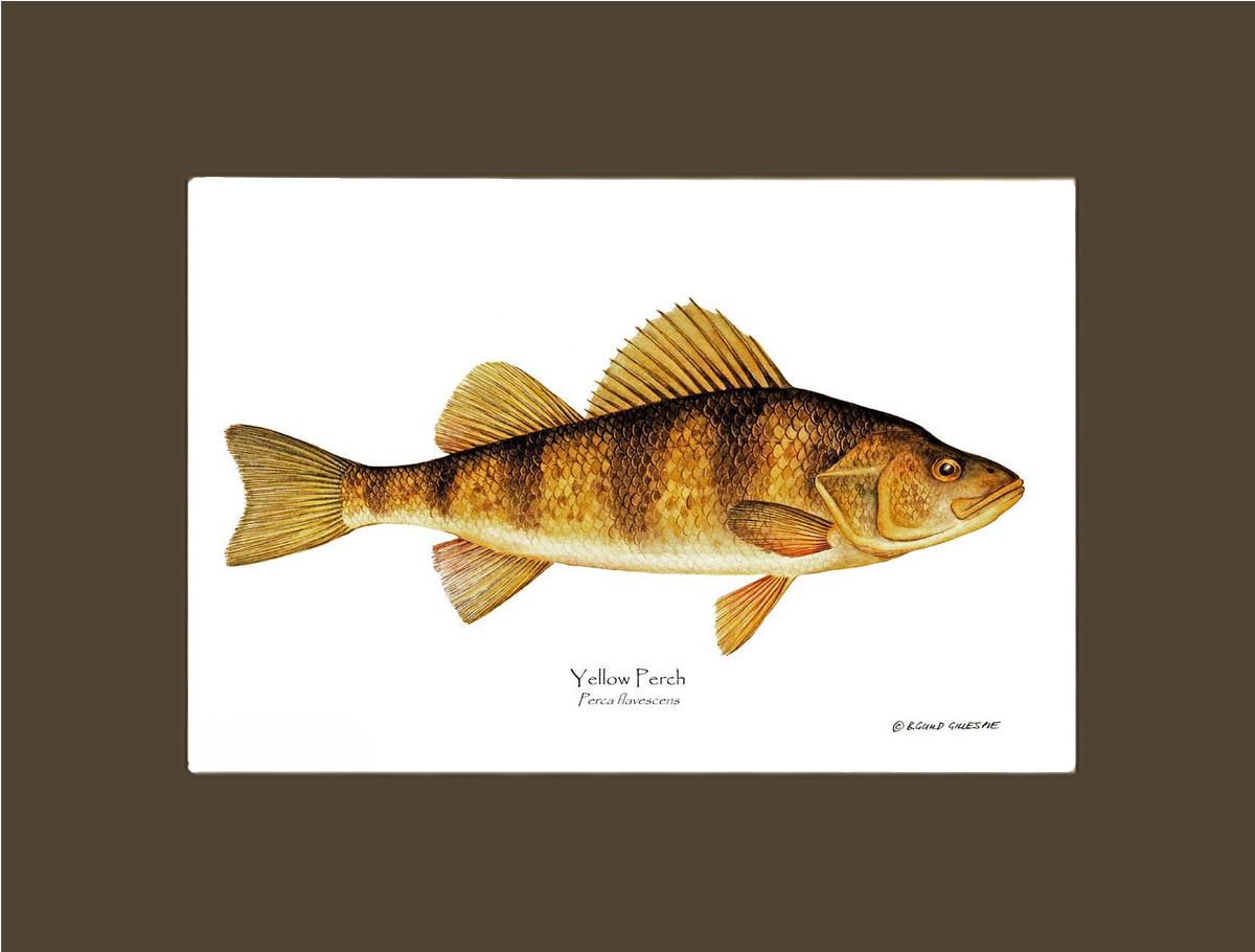 Yellow Perch Perca flavescens | Wall Art Fish Print