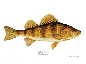 Yellow Perch Perca flavescens