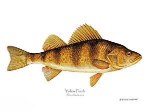 Fish Print: Yellow Perch Perca flavescens