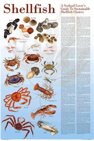 Seafood Poster and Guide To Sustainable Shellfish – Charting Nature
