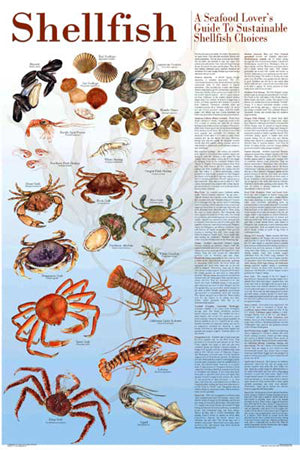 Seafood Poster and Guide To Sustainable Shellfish