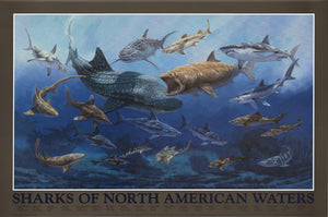 Shark Species of North American Waters Identification Poster