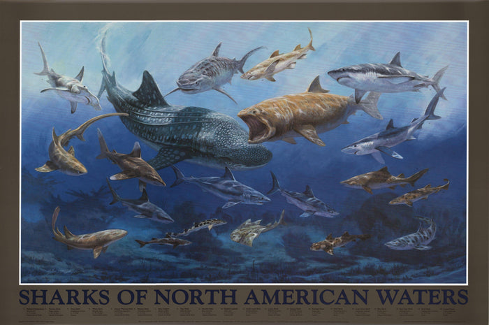 Sharks of North American Waters Poster