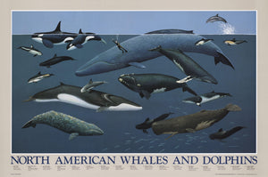 North American Whales and Dolphins Species Identification Poster