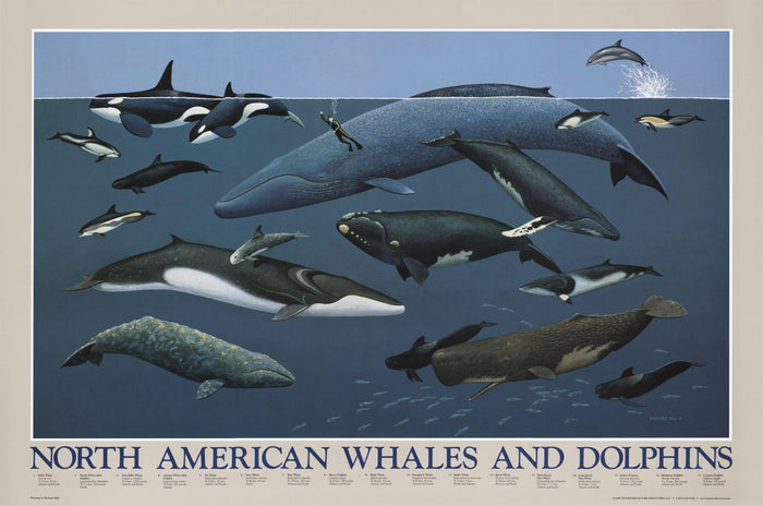 North American Whales and Dolphins Art Print Poster