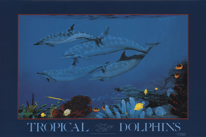 Tropical Dolphins Poster