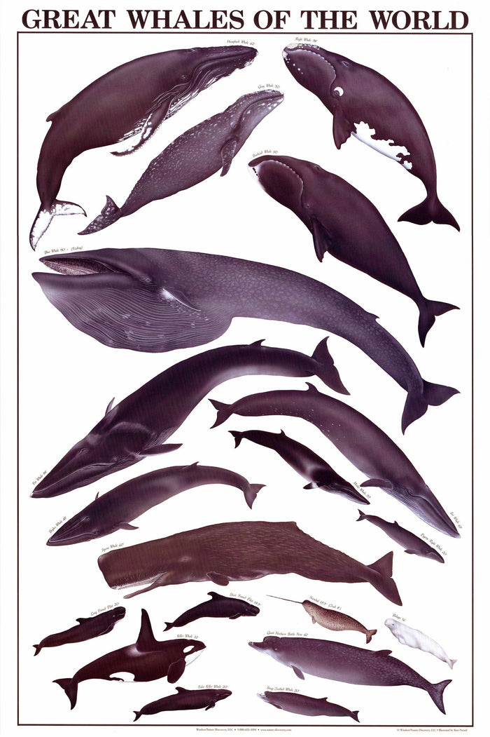Whales Of The World