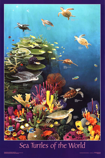 Sea Turtles Of The World Poster and Identification Chart