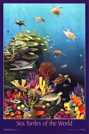 Sea Turtles Poster