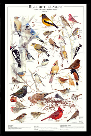 Backyard Garden Bird Mini Set.  Eastern and Summer Species Identification Charts