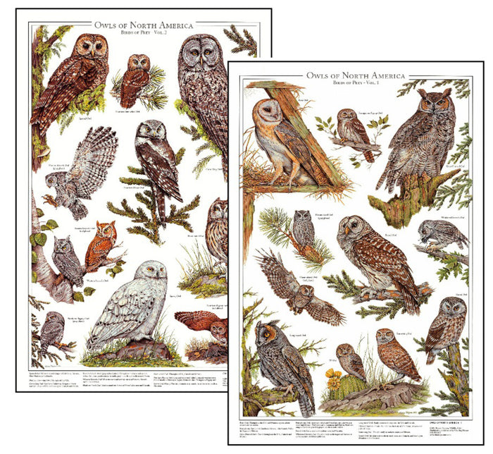 Owls Posters and Identification Charts Of North America Wall Art Print Set