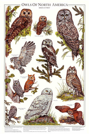 Owls of North America Poster/Identification Chart Vol 2 - Charting Nature