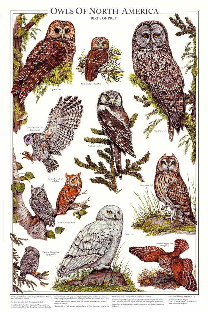 Owls of North America Poster/Identification Chart Vol 2