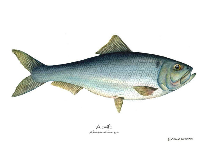 Alewife/Gaspereau Alosa pseudoharengus