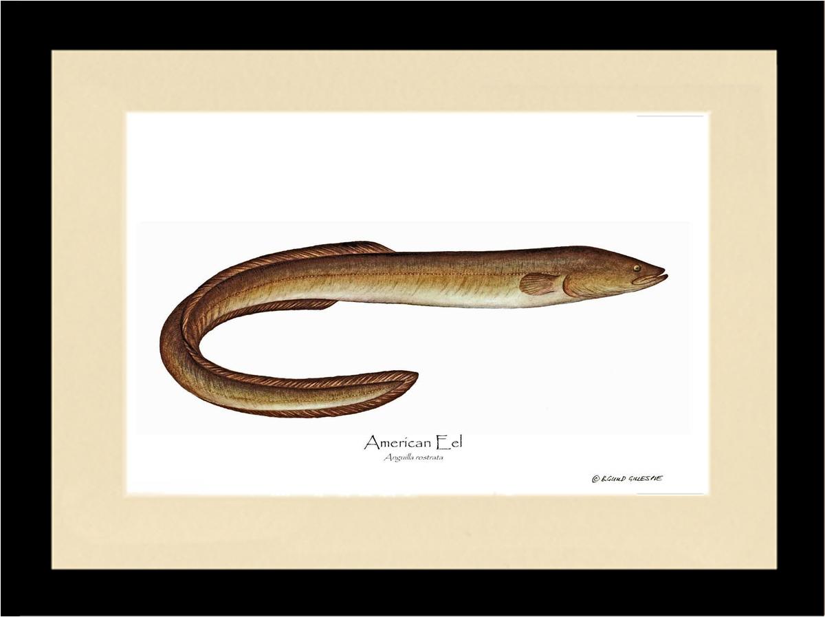 Fish Print: Eel, American Anguilla rostrata | Wall Art Fish Print