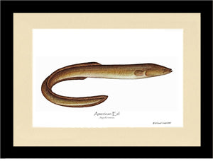 Fish Print: Eel, American Anguilla rostrata
