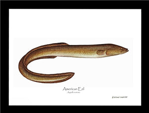 Fish Print: Eel, American Anguilla rostrata