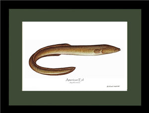 Fish Print: Eel, American Anguilla rostrata