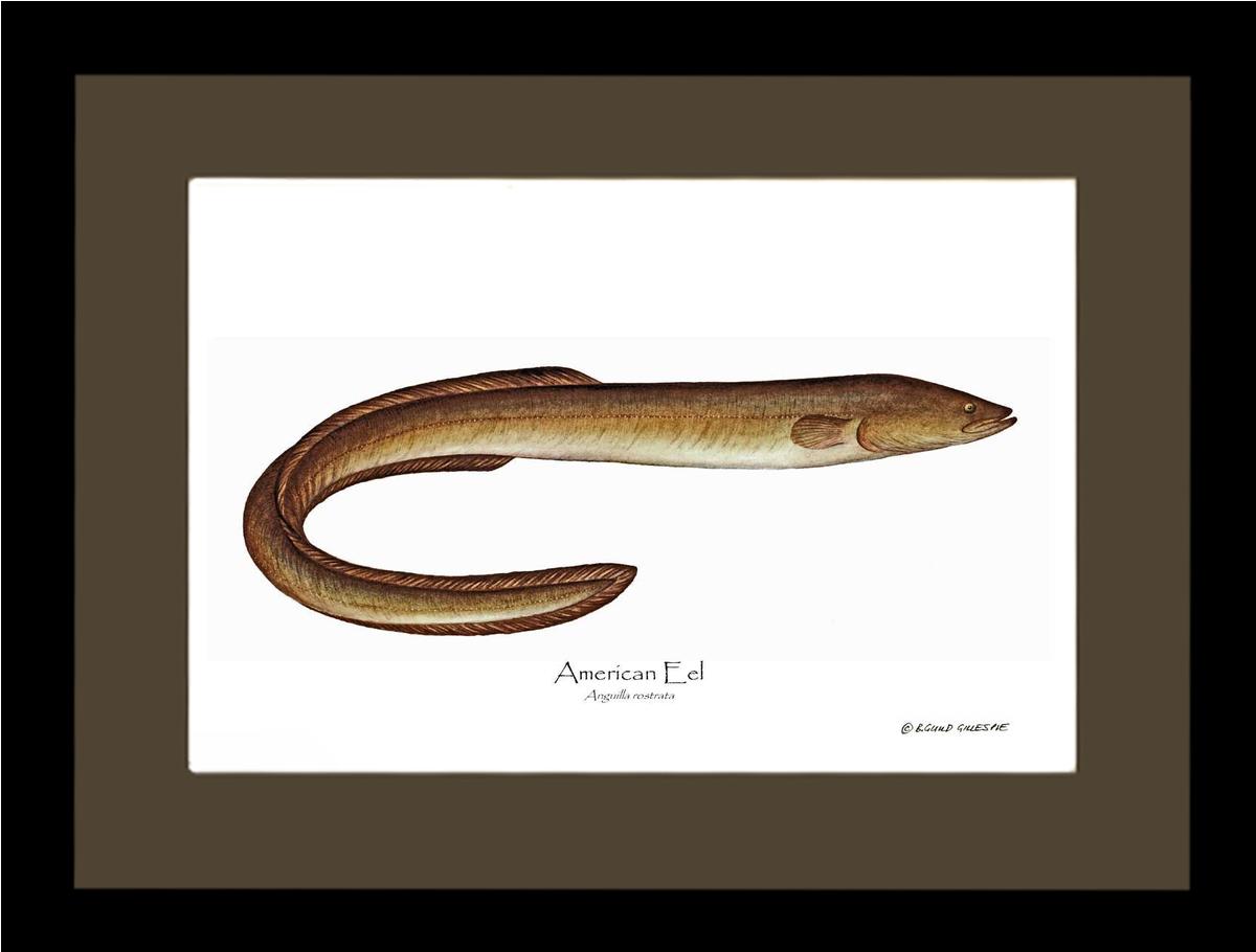 Fish Print: Eel, American Anguilla rostrata | Wall Art Fish Print