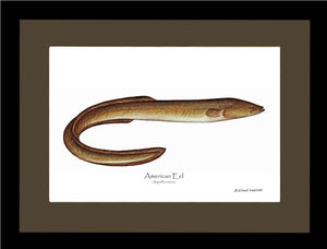 Fish Print: Eel, American Anguilla rostrata