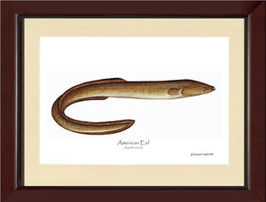 Fish Print: Eel, American Anguilla rostrata