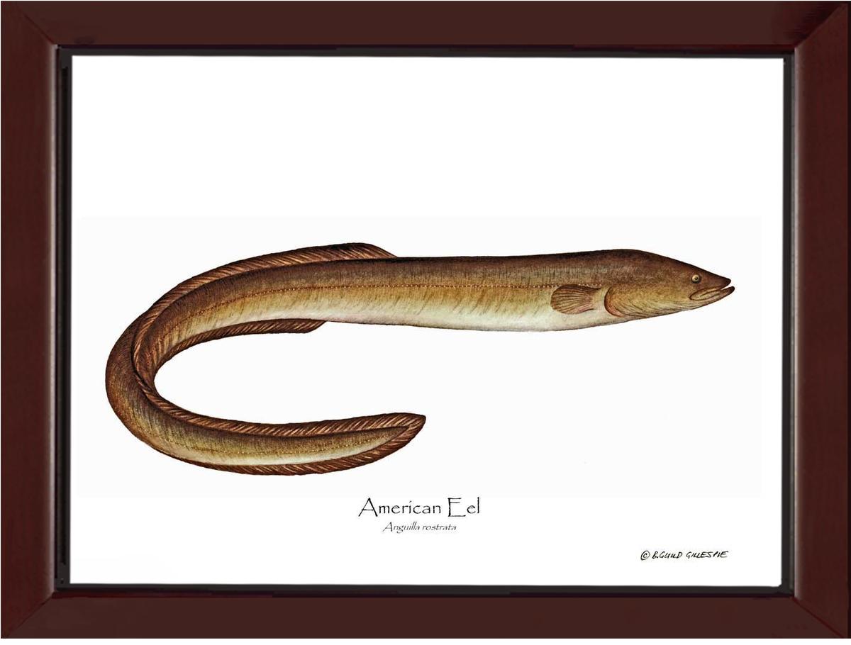 Fish Print: Eel, American Anguilla rostrata | Wall Art Fish Print