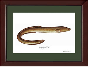 Fish Print: Eel, American Anguilla rostrata