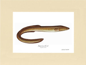 Fish Print: Eel, American Anguilla rostrata