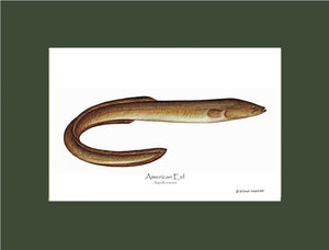 Fish Print: Eel, American Anguilla rostrata