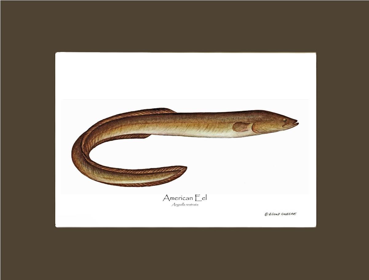 Fish Print: Eel, American Anguilla rostrata | Wall Art Fish Print
