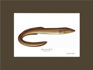 Fish Print: Eel, American Anguilla rostrata
