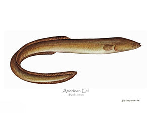 Fish Print: Eel, American Anguilla rostrata