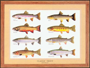Classic Trout Species Poster Identification Chart - Tomelleri's 