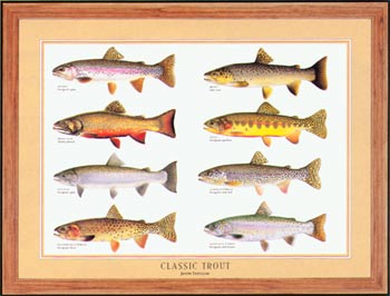 Classic Trout Poster | Identification Chart and Wall Art by Joseph Tomelleri