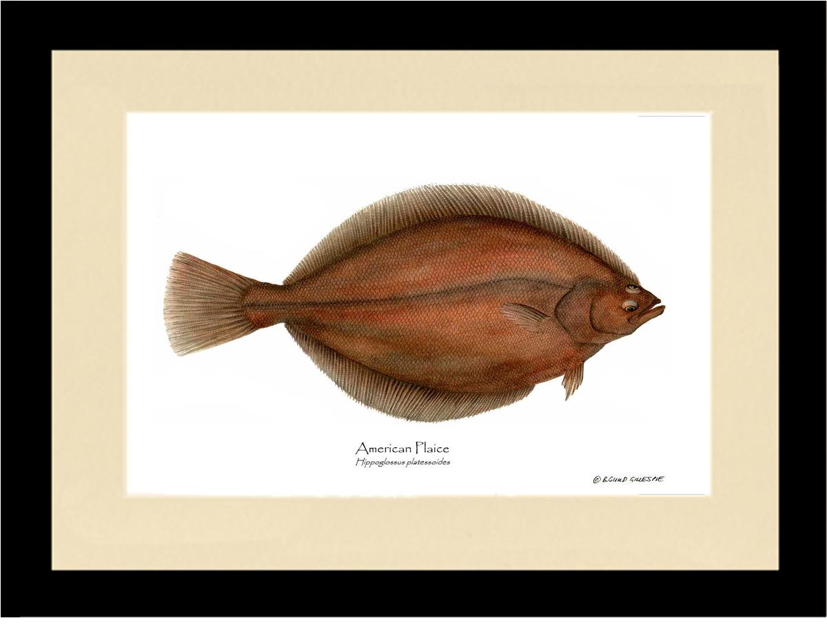 Fish Print: Plaice, American Plaice, American - Hippog | Wall Art Fish Print