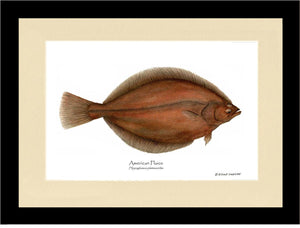 Fish Print: Plaice, American Plaice, American - Hippog | Wall Art Fish Print