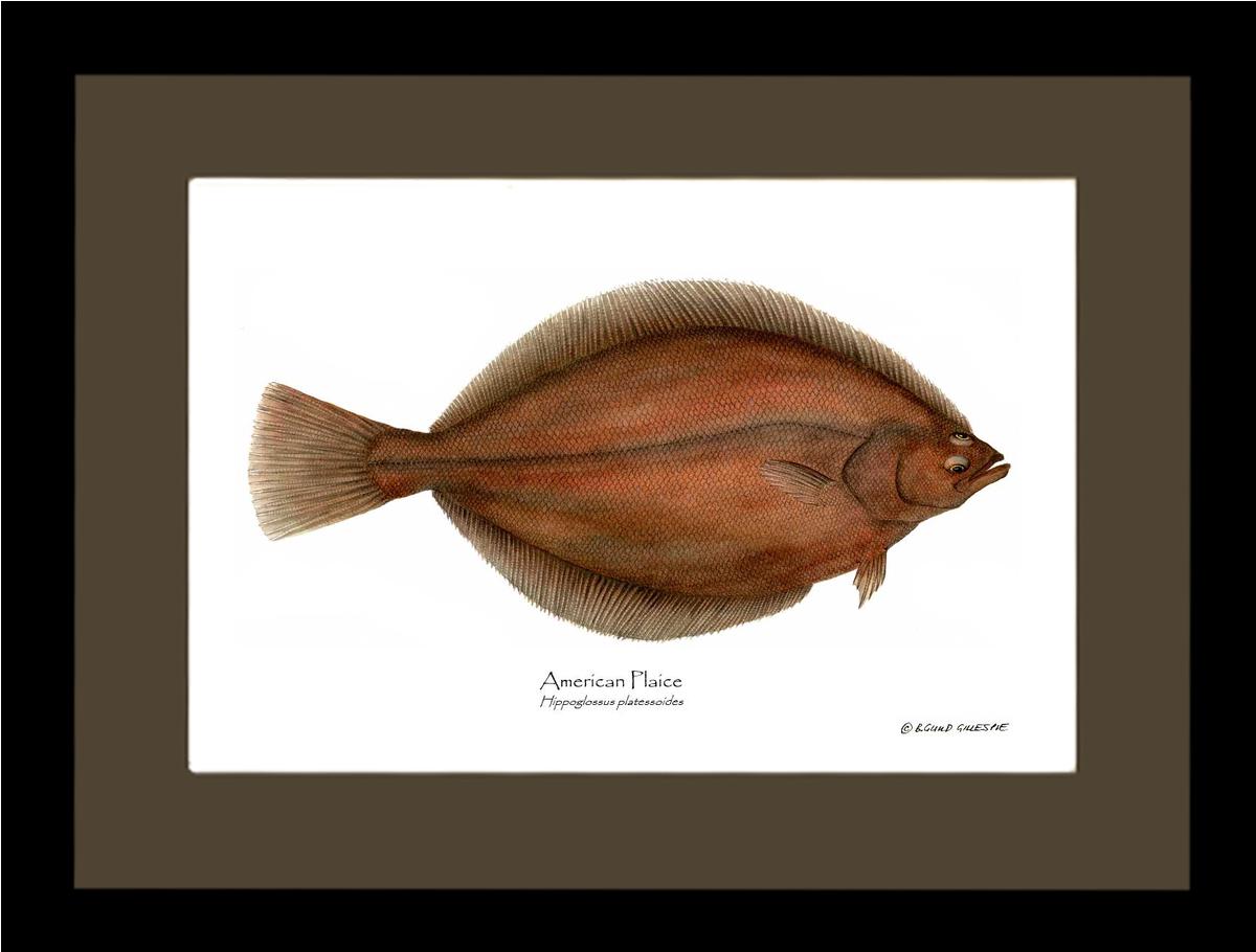 Fish Print: Plaice, American Plaice, American - Hippog | Wall Art Fish Print