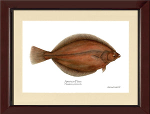 Fish Print: Plaice, American Plaice, American - Hippog | Wall Art Fish Print