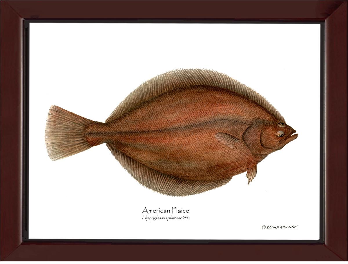 Fish Print: Plaice, American Plaice, American - Hippog | Wall Art Fish Print
