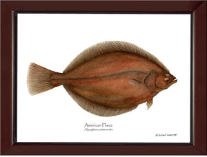 Fish Print: Plaice, American Plaice, American - Hippog | Wall Art Fish Print