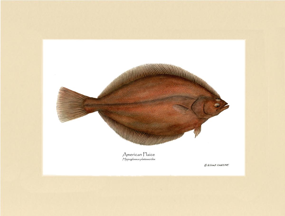 Fish Print: Plaice, American Plaice, American - Hippog | Wall Art Fish Print