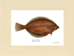 Fish Print: Plaice, American Plaice, American - Hippog | Wall Art Fish Print