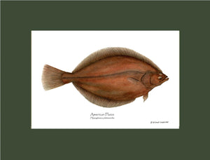 Fish Print: Plaice, American Plaice, American - Hippog | Wall Art Fish Print
